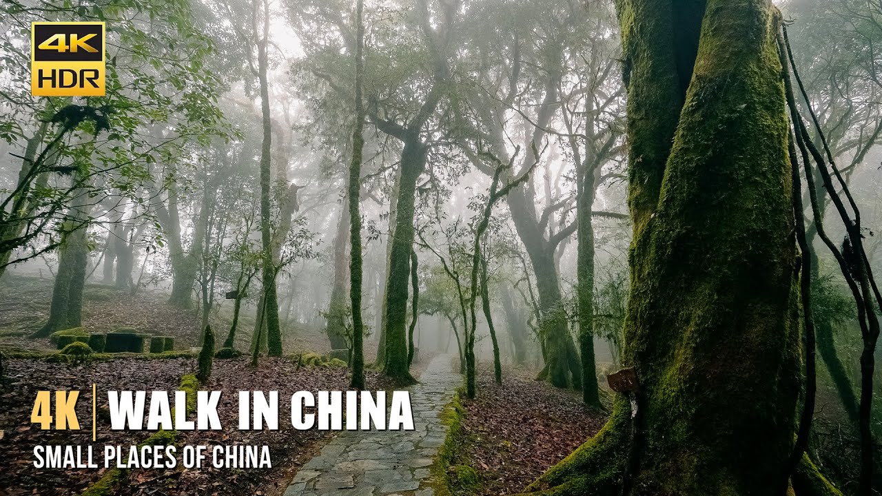 4K Walk in China | Ailao Shan | Walking alone in virgin forest in fog, not scary? ASMR