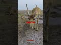 The Weird Antelope You’ve Never Heard Of 🐪🦌