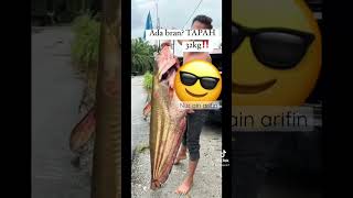 Ikan Tapah Gergasi Giant Fish In Freshwater  ikantapah freshwaterfish ikantapahgergasi