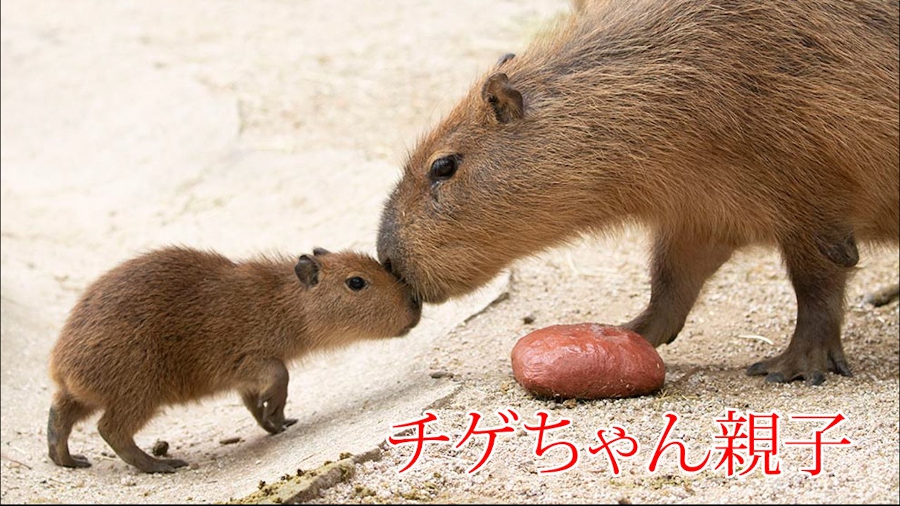 カピバラ 「チゲ」ちゃん親子 Capybara 