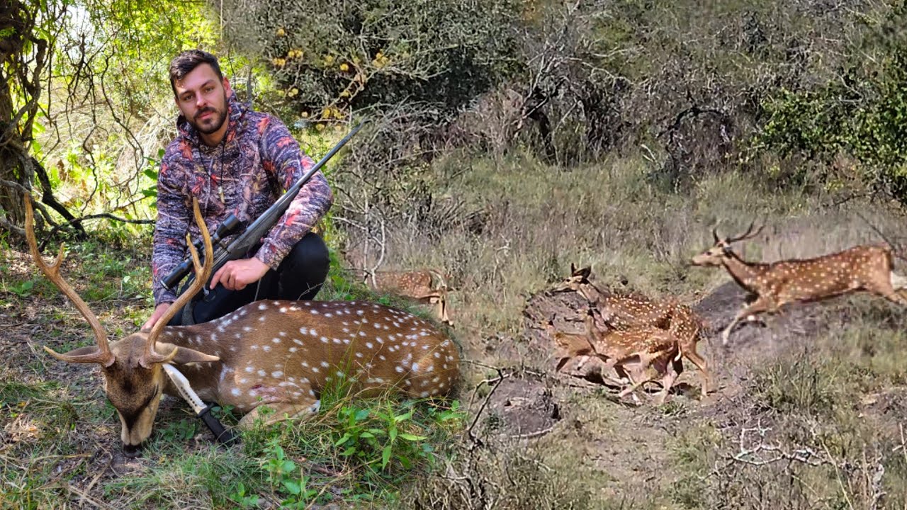 CAZA DE CIERVOS 🦌🦌, 300 EN UN DIA, NUNCA VI TANTOS!!