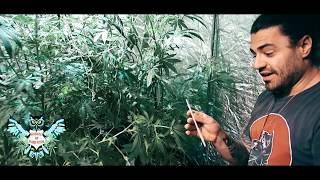 Trellising LED Marijuana Garden | Optic LED vs Electric Sky LED