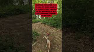 Snuffelen is essentieel voor je hond