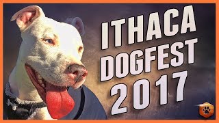 Check out all the Shelters, Rescues, and Vendors at DogFest 2017, Ithaca New York by Simpawtico Dog Training 5,145 views 6 years ago 10 minutes, 8 seconds