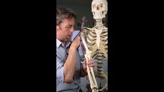 #shorts - genes and height Wealth