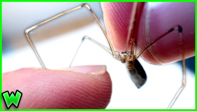 Everything You've Ever Wanted To Know About Daddy Long Legs