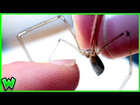 Video: Kunnen kelderspinnen mensen doden?