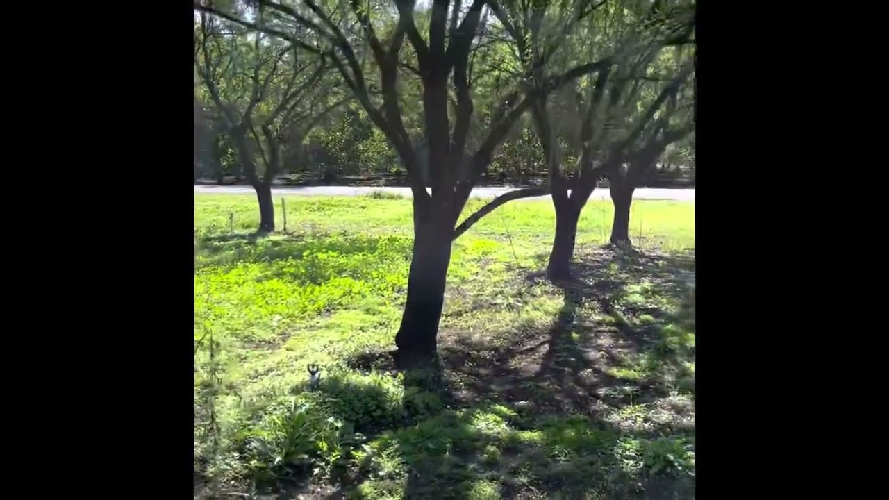 California Almonds Are Drought Tolerant; It doesn’t take a gallon of water to grow an almond!