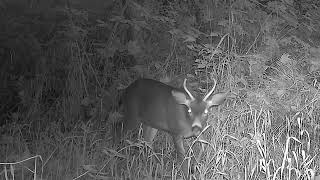 2 Point Buck