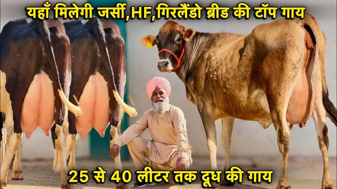 यहाँ से ख़रीदो जर्सी,HF,गिरलैंडो ब्रीड की टॉप गाय👍25 से 40 लीटर तक दूध👌High Milking Cows For Sale 