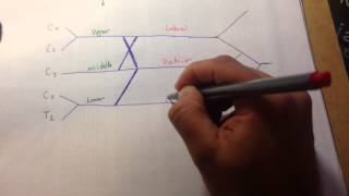 Brachial Plexus In 5 Minutes