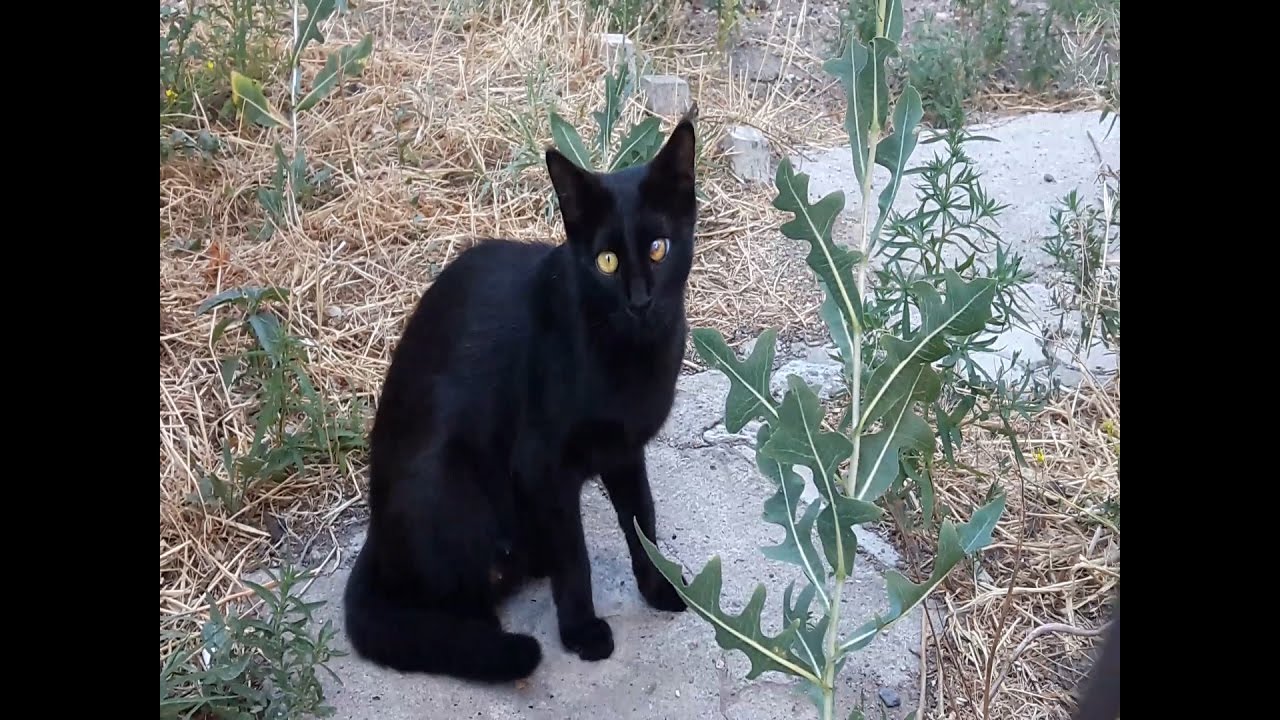 Black Cat ★ Crazy Cat Episodes 105 YouTube