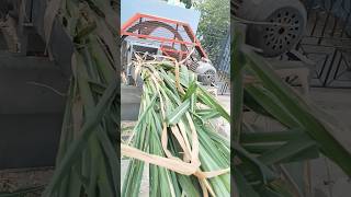 grass cutting machine // raw and realistic video // please subscribe for more videos #farming
