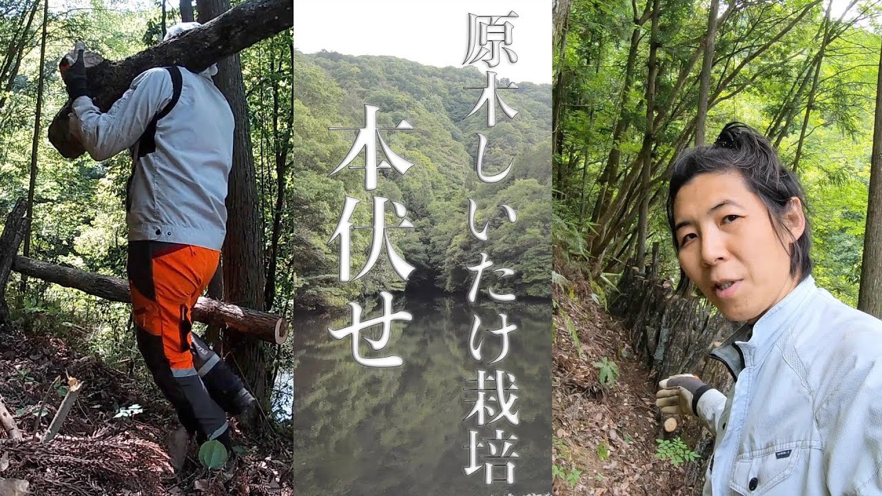 原木しいたけ栽培　ホダ木の本伏せ。ダラダラと長いです。さらに、本伏せをやり始めるのは、45分過ぎからです。