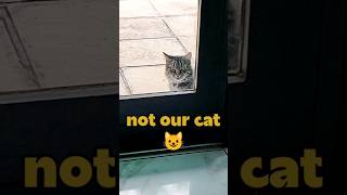 Fed a random cat once...now it owns the place 😺😁 #cat #catworld