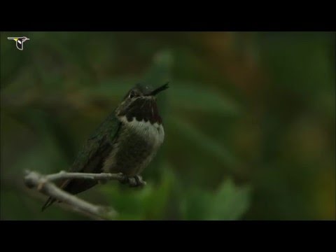 Video: Proč je kolibřík širokoocasý důležitý?