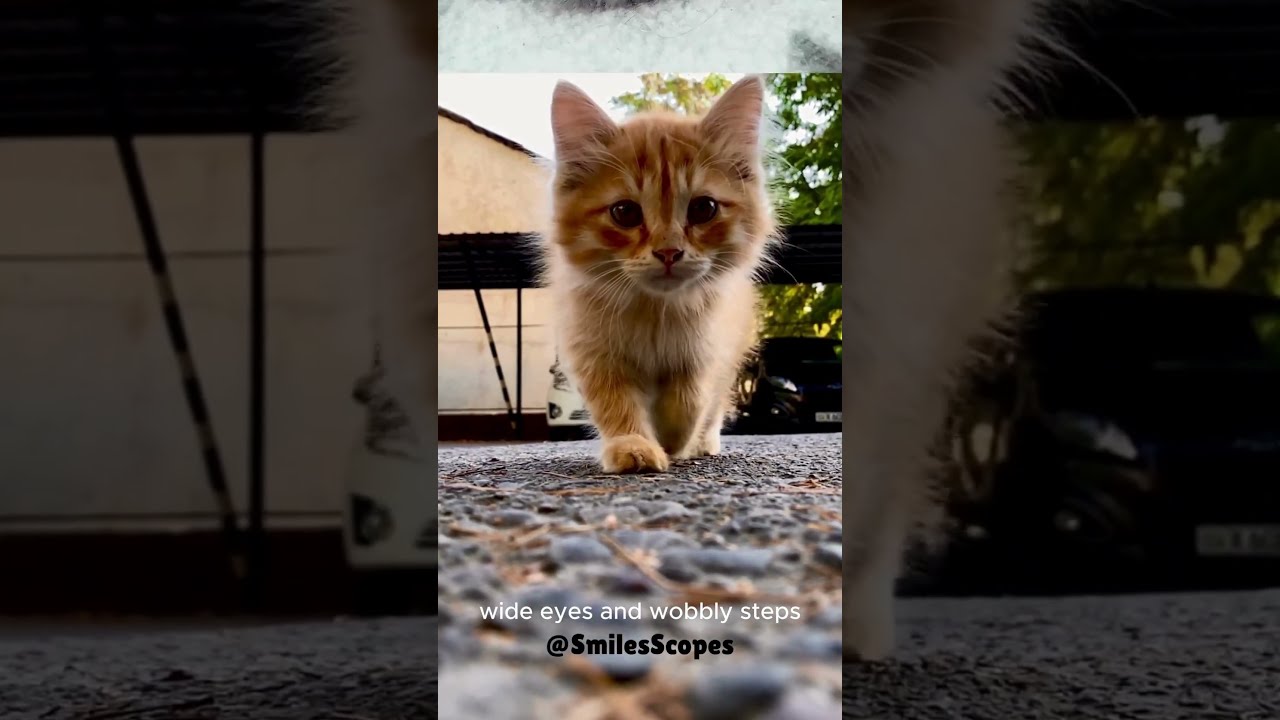 Kitten’s Quiet Courage 🐾🐱 