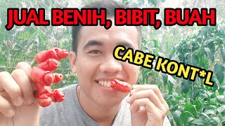 Selling Red Petter Chili Seeds, Seedlings and Fruit, Ornamental Chili Peppers, Unique, Cute, Mini...