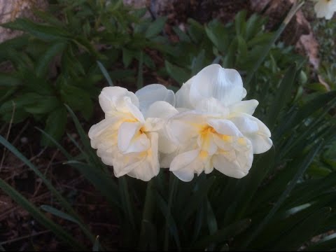Narcisse à bouquet