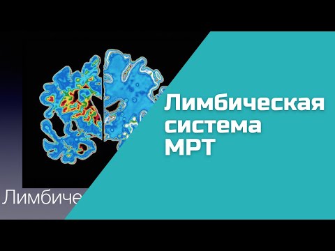 Лимбическая система, Основы МРТ анатомии, функции