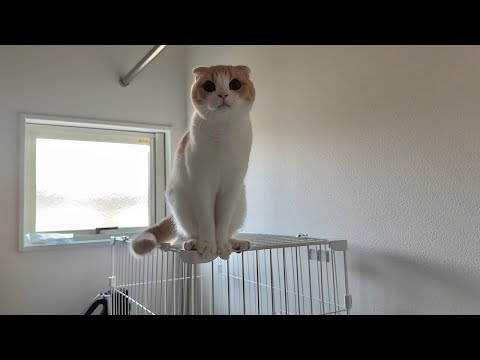 モチ様 Mochimaru - YouTube