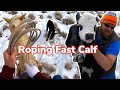 Rescuing Newborn Calf! Our Bull Got Foot Rot- Vlog 18
