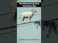 The most daring #goat ever seen. #curiosity #decuriosityhub #funny #explore #wonders #fyp