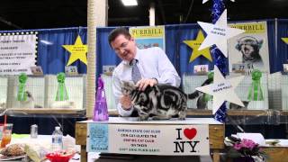 American Shorthair - Garden State Cat Show