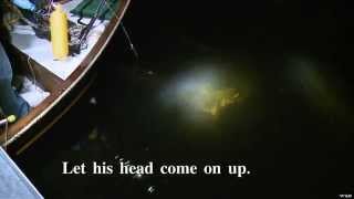 Famous Bowhunting Gators In Kentucky Profile