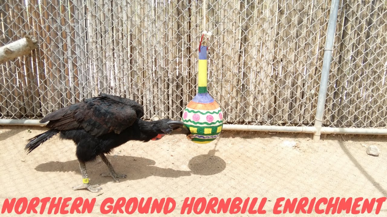Northern Ground Hornbill Enrichment 