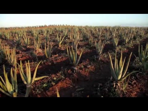 Videó: Aloe Vera Betegségek: Hogyan Lehet Megmenteni Az Aloét, Ha A Gyökerek Rothadtak? Miért Sárgulnak és Száradnak A Növény Levelei Télen? Mi Van, Ha A Virág Elrohad A Cserépben és Elpu