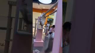 Köh Kedi Özel Harekât Iş Başında
