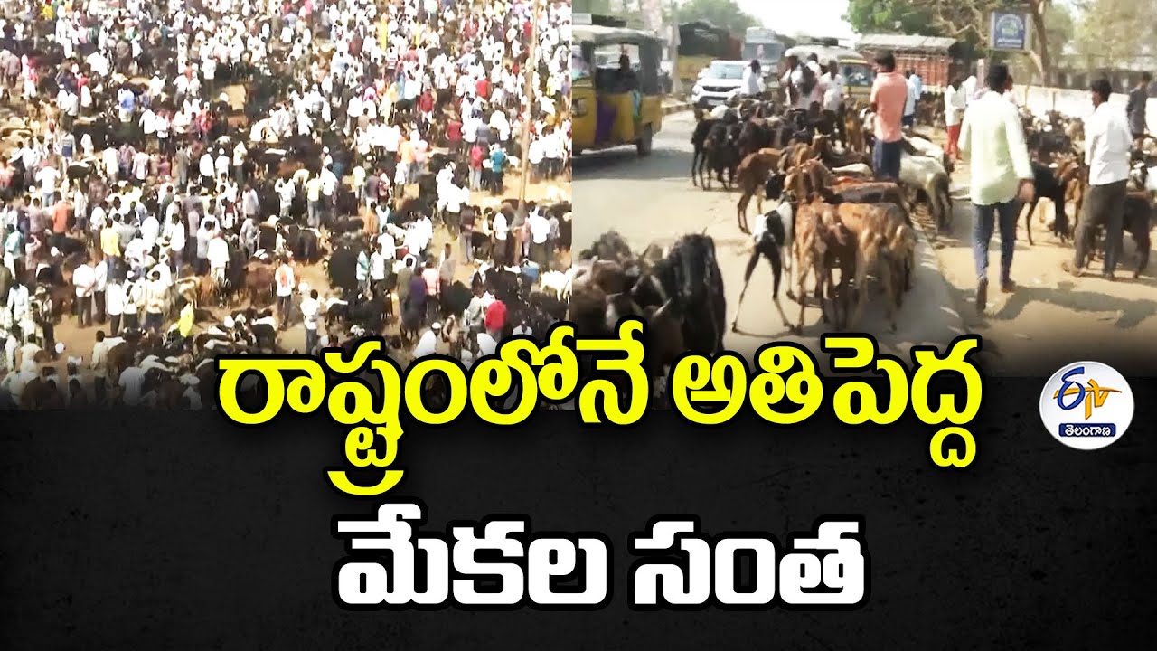Navipet Market Is Known As Largest Goat Market In State | రాష్ట్రంలోనే అతిపెద్ద మేకల సంత