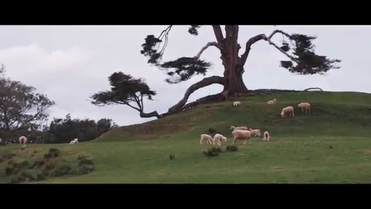 Auckland Cornwall Park Sheeps