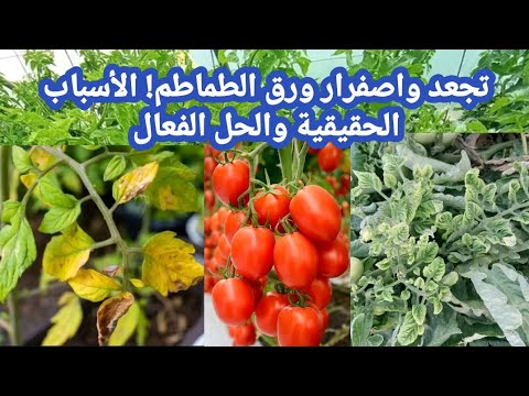 اسباب تجعد و اصفرار أوراق الطماطم الأعراض والوقاية