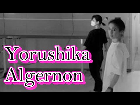 【ＴＤＳ大阪】AlgernonYorushika【オリ先生】