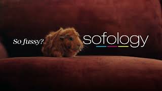 Sofology So Fussy New Pet