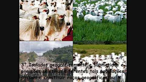 O que é especiação para por isolamento geográfico?