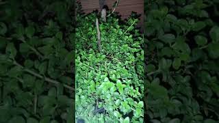 colar brinco de princesa #motivação #deustemumapalavrapravoce #fé #plantas