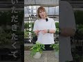 【実は】ヒメモンステラの最初の置き場所で育ち方が変わる！？