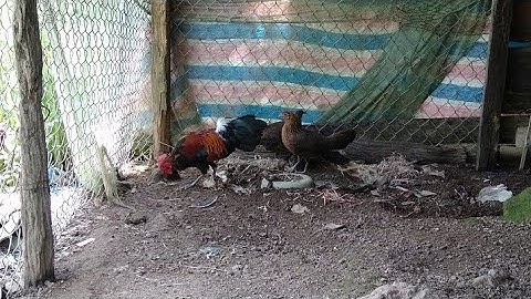 qaib qus txuam f2 zoo nraug-gà lai f2 mùa thay lông đẹp trai