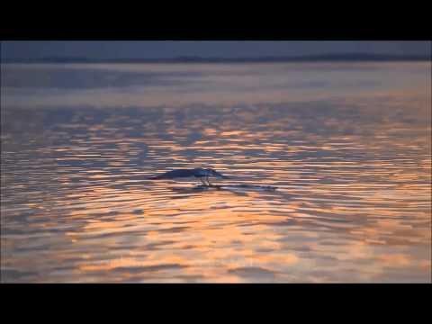 Say Goodnight - Beth Nielsen Chapman   with lyrics