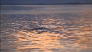 Say Goodnight - Beth Nielsen Chapman   with lyrics