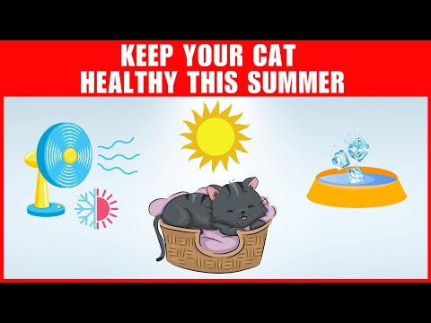How to keep your cat cool in summer: tips from a professional cat owner