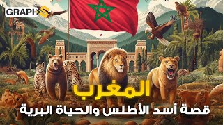 المغرب.. بلد لُقب منتخبها بأسود الأطلس رُغم انقراضه ويتمتع بحياة برية ممُتعة!