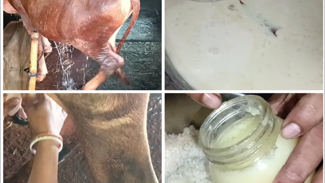 গাছের দিনে পায়েস রান্না করে খেলে নাকি মনোবাসনা পূর্ণ হয় তাই নিজেদের জমির গোবিন্দভোগ চালের পায়েস!!