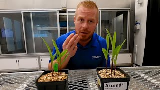 Why Starter Applications are Important for Germination