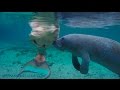 Mermaid Melissa And The Loving Manatees