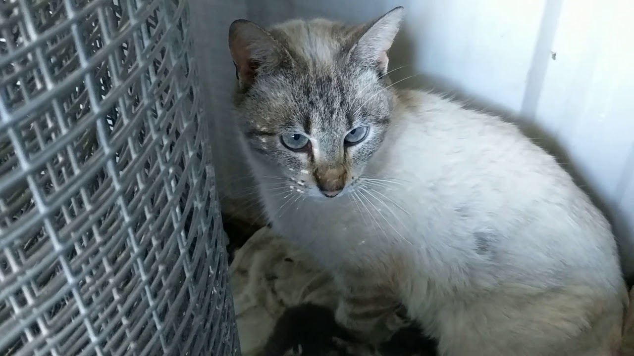 Update on one momma cat and her kittens 