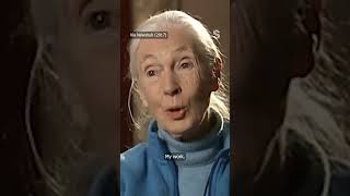 ‘My work will end when I die ’- Dr Jane Goodall stays true to 2017 vow | Stuff.co.nz